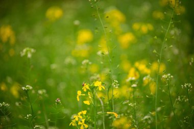 Sarı çiçekli taze yeşil çayır çiçekleri sinquefoil. Bahar mevsiminin tazeliği. 