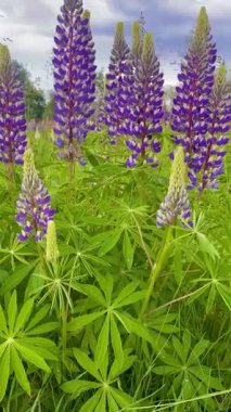 Güzel çiçek açan çayırlar dramatik hava altında bahar lupanı çiçekleri karamsar bir bahar manzarasında doğanın canlı güzelliğini ve kır çiçeklerini yakalıyor..
