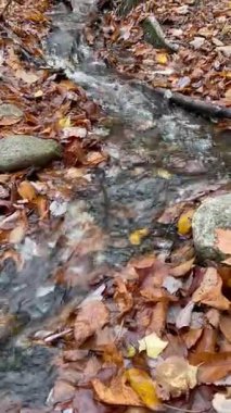  ABD 'nin Maine kentindeki bir milli parktaki sonbahar kayın ormanında, şelalenin dibinde huzurlu bir dere. Altın sonbahar yaprakları, yosun kaplı kayalar ve kristal berrak su sihirli bir tran oluşturur.