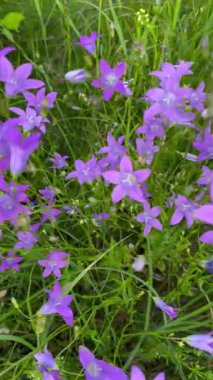 Çayırdaki yemyeşil çimlerin arasında açan narin mor çan çiçekleri. Doğal ışıkta kır çiçeklerine yakın çekim. Kırsal manzara, tazelik ve vahşi doğanın güzelliği..