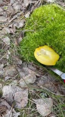  Ormanda mantar topluyor. Kırmızı tırnaklı bir el, yumuşak yeşil yosunlarda yetişen sarı bir russula mantarını dikkatle seçer. Vahşi yiyecek arama, eko yaşam tarzı, sonbahar ormanı atmosferi.