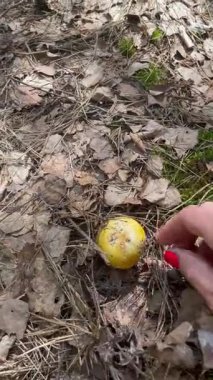 Ormanda mantar toplama videosu. Kırmızı tırnaklı bir el dikkatlice büyüyen sarı bir russula mantarını seçer. Vahşi yiyecek arama, eko yaşam tarzı, 