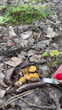 Ormanda portakallı mantar toplama işlemi. Kırmızı tırnaklı bir el, taze mantarları kuru yapraklar ve çimenler arasında dikkatlice keser. Yiyecek arama, doğal besin, kırsal yaşam tarzı..