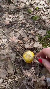Ormanda mantar toplama videosu. Kırmızı tırnaklı bir el dikkatlice büyüyen sarı bir russula mantarını seçer. Vahşi yiyecek arama, eko yaşam tarzı, sonbahar ormanı atmosferi.