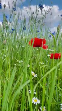  Çiçek açan kırmızı gelincikler, mavi mısır çiçekleri ve beyaz papatyalarla bir yaz çayırında yavaş kamera hareketi. Canlı kır çiçekleri, yemyeşil çimenler, kabarık bulutlu mavi gökyüzü..
