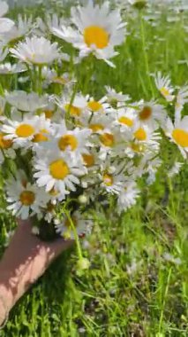 Parlak kırmızı manikürlü bir kadının elinde taze koparılmış papatya buketi. Arka planda, papatya dolu güneşli bir yaz tarlası var. Sıcak bir yaz gününün atmosferi, çiçeklerin kokusu, hafif esinti, sadelik ve kırsal hayatın güzelliği..