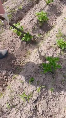 Kırsal bir sebze bahçesinde çapası olan patates yataklarının otlanma süreci. Çalışkan köylü, genç patates bitkilerinin arasında toprağı işliyor. Kırsal kesimdeki insanların gerçek hayatı, basit kırsal yaşam tarzı..