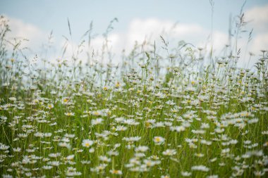 Mavi gökyüzünün altında kır çiçekleri olan papatya tarlası. Taze yeşil çayır, kırsal alan, doğal güzellik, ekolojik konsept, çiçek açan otlar, sakin kırsal alan.