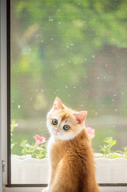  Koruyucu ağ ekranlı pencerenin yanında oturan sevimli kızıl kedi yavrusu. Hayvan güvenliği kavramı, kedilerin düşmesini önlemek. Sıcak ev atmosferi, yaz günü, kedi güvenlik ağı.. 