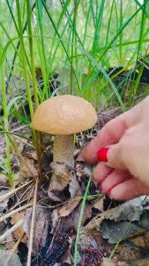 Kadınlar ormanda genç bir portakal kapaklı mantar topluyor. Ormanda yabani mantar arıyor. Taze yenilebilir mantar hasadı doğada, huzurlu kırsal kesim.