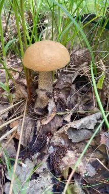 Genç turuncu başlıklı mantar (Leccinum aurantiacum) yaz ormanlarında yeşil yosun ve çimenlerin arasında yetişir. Vahşi mantar, yiyecek arama mevsimi, doğal orman manzarası..