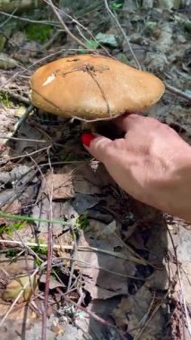 Kadınlar ormanda büyük bir portakal kaplamalı mantar topluyor. Ormanda yabani mantar arıyor. Taze yenilebilir mantar hasadı doğada, huzurlu kırsal kesim.