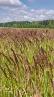 Mor renkli tohum başlarıyla vahşi çayır otları ormanın yakınındaki bir yaz tarlasında rüzgarda sallanıyor. Doğal kır manzarası, kırsal doğa manzarası, huzurlu ve sakin bir manzara..