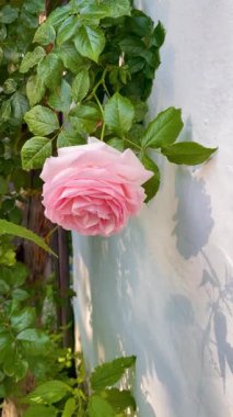 Soft camera motion reveals a blooming pink rose in a rustic yard. Gentle summer light, greenery and village charm create a peaceful countryside atmosphere.