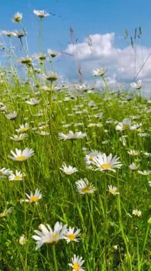 Mavi gökyüzünün altında kır çiçekleri olan papatya tarlası. Taze yeşil çayır, kırsal alan, doğal güzellik, ekolojik konsept, çiçek açan otlar, sakin kırsal alan.