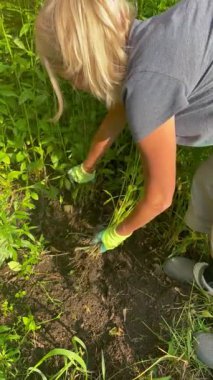 Güneşli kırsal kesimde, fazla gelişmiş bahçe toprağından büyük otları çeken bir kadın. Sıkı bahçıvanlık, doğal çevrede yakın çekim..
