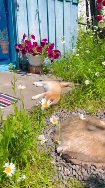 Zencefilli şirin bir kedi yavrusu eski bir kır evinin kapısında kendini tımar ediyor. Çiçekli papatyalar ve uzun otlar yetişir. Huzur, sıcaklık ve kırsal cazibeyle dolu aydınlık bir yaz günü..
