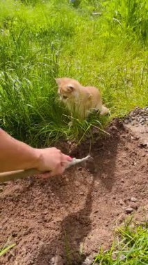 Neşeli bir kızıl kedi yavrusu ilginç bir şekilde küçük bir bahçe çapasıyla toprak kazan bir kadını izliyor. Yavru kedi, sanki yardım ediyormuş gibi pençeleriyle toprağa dokunarak süreçle etkileşime giriyor. Kırsal kesimde tatlı bir gardını alma anı.