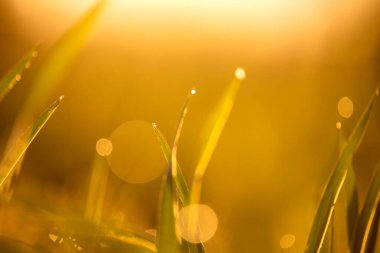 Yumuşak, soyut bir arka plan ve sıcak güneş ışığında bulanık çimenler. Seçici odaklanma ve nazik tonlar. Metin veya tasarım için boşluk kopyala.