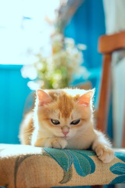 Şirin bir kızıl kedi yavrusu, sıcacık bir kır evinde eski bir sandalyede oturur. Arka planda papatya çiçekleri ve sıcak güneş ışığı huzurlu bir kırsal yaz atmosferi yaratır..