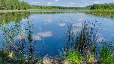 Sahil boyunca kamışlı sakin orman gölü, mavi sulara yansıyan kabarık bulutlar, çiçek açan nilüferler. Vahşi doğada güneşli bir yaz günü.