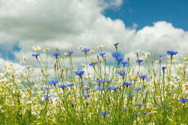 Çiçek açan papatya çiçekleri ve kabarık bulutlu parlak bir gökyüzünün altında. Vahşi yaz çayırları alçak bir açıdan çekiliyor. Doğal kırsal güzellik ve tazelik.