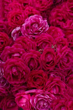 Çiçeklerin arka planında yemyeşil bordo çay güllerinden yapılmış düz bir zemin vardı. Üst manzara, tam kare. Tasarım veya markalaşma için zarif romantik doku.