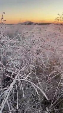 Sonbahar tarlasında gün doğumunda köpüklü buzlu çimenler. Uzak ormanın üzerindeki sis, altın güneş ışığı, büyülü soğuk sabah manzarası. Şafak vakti bir tarlada parlayan buzlu çimenler, ufuktan doğan güneş, sonbaharın sonlarında, 