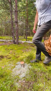 Huzurlu bir ormanda mantar toplayan bir kadın. Ağaçların arasından güneş ışığı filtreleri, içi domuz mantarı dolu sepet, yumuşak yosun. Doğada sakin bir yiyecek arama anı.. 