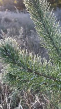 Sabahın erken saatlerinde ormanda, donla kaplı bir açıklıkta, çam dalları beyaz tüylü buzla kaplıdır. Yumuşak güneş ışığı sahneyi aydınlatır.