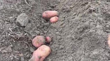 Kırsal bir bahçede hasattan sonra yerde yatan taze kazılmış patatesler. Gerçek kırsal yaşam, doğal gıda ve geleneksel tarım. Yatay video.