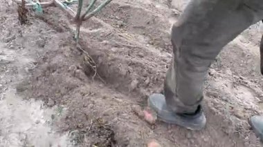 Patates biçmeden önce tarlayı elle süren bir adam. Sabana ve toprağa yakın çekim yapın. Gerçek köy hayatı, sıkı çalışma, hayatta kalma ve kendi kendine yetme, doğal gıda üretimi