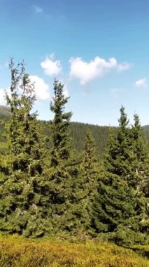 Panarama yeşil ormanı baharda yüksek dağlarda.