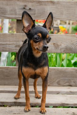 Chihuahua köpeği bankta oturuyor.