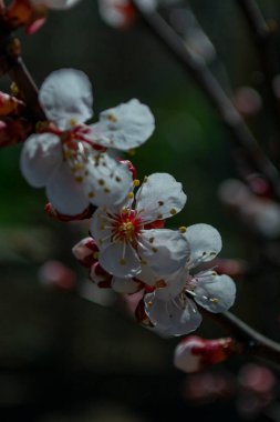 İlkbaharda kiraz çiçeği