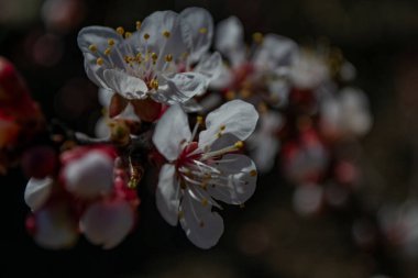 İlkbaharda çiçek açan erik ağacının yakınında.