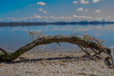 Sahildeki ölü ağaç..