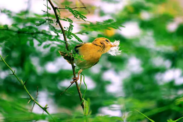 beautiful yellow bird in the garden