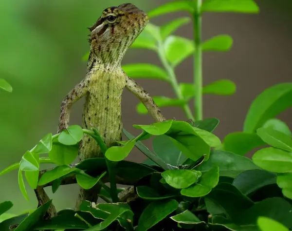 lizard on a green leaf