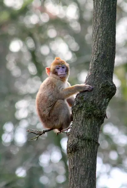 a monkey in the forest