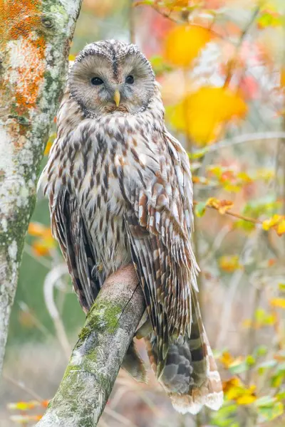 a closeup shot of a cute owl on a tree branch