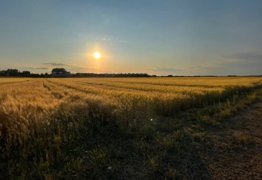 Günbatımı buğday alanında