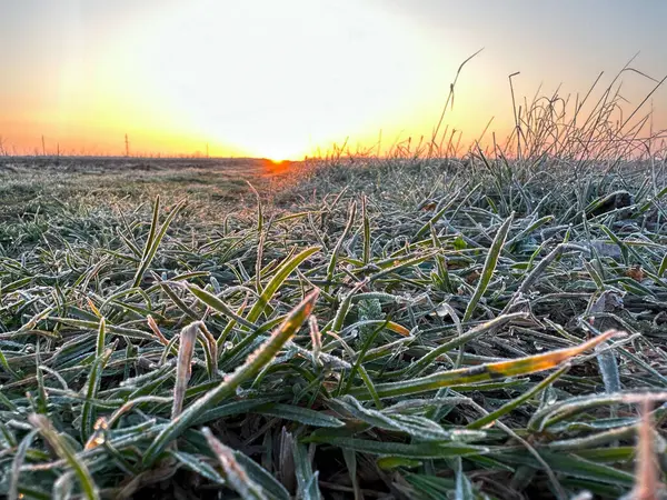 bright sunrise on the background of winter wheat