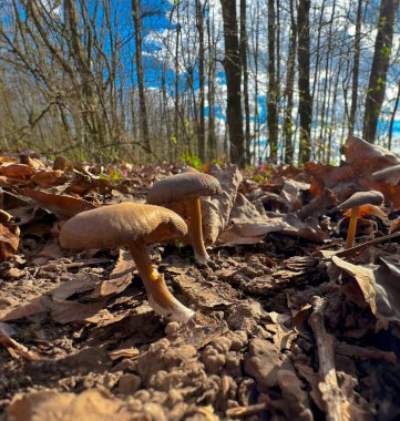 Bahar ormanında yaprakları dökülmüş mantar mantarı.