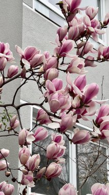 Pembe manolya çiçekleri. Magnolia sulanja. Bitki ve çiçekler. Manolya pembe ve beyaz çiçeklerle çiçek açar.