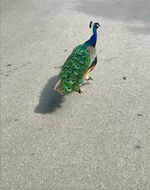 Peacock with feathers. Green peacock walks along an asphalt path. clipart