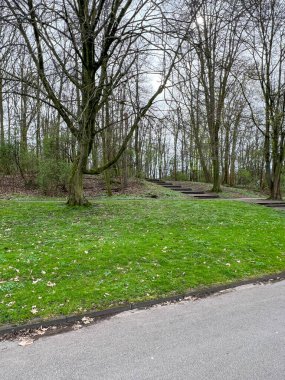 Parktaki asfalt yol güzel bir ormanın içinden geçiyor. Almanya 'da rahat ormanlık alanların tipleri. Bahar şehri Köln. Bitkiler ve ağaçlar.