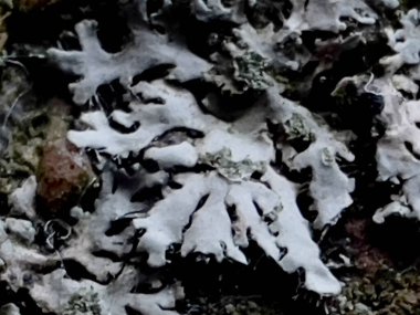 Beton bir levhanın yüzeyinde küçük gri bir liken yetişir. Çekiçli kalkan yosunu. Yakın plan. Parmelia sulcata, Parmeliaceae familyasından bir mantar türü..