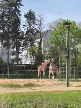 İki zürafa yeşil ağaçların ve modern evlerin arka planına karşı bir muhafaza içinde yürür. Hayvanat bahçesindeki zürafalar.