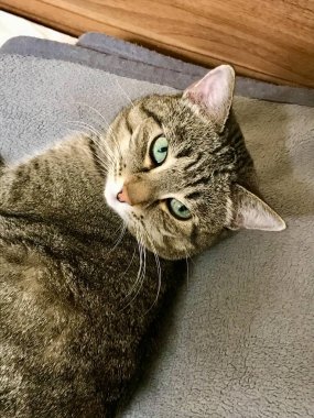 Bir kedi portresi. Anlamlı yeşil gözleri olan gri akıllı bir kedi..